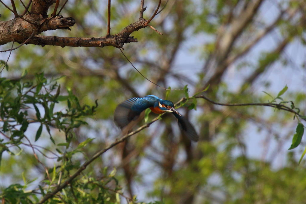 枝からダイブ①