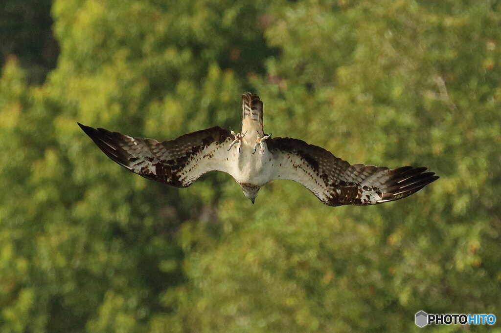 狙いを定めて急降下