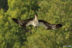 狙いを定めて急降下