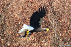 おばあちゃん2D4A1645