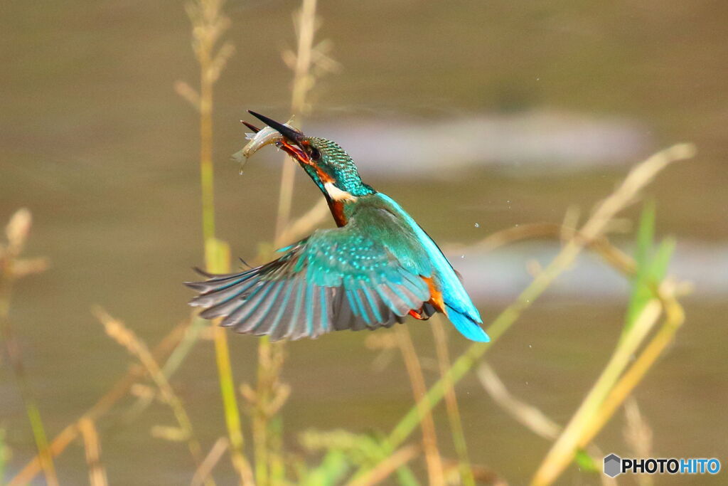 文化の日カワセミ