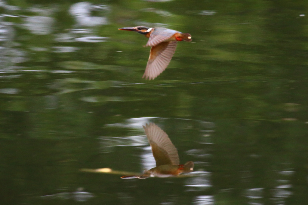 流し撮り　姫？