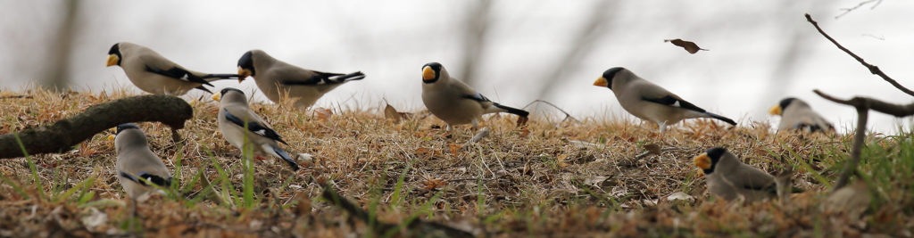 イカルの群れ現わる