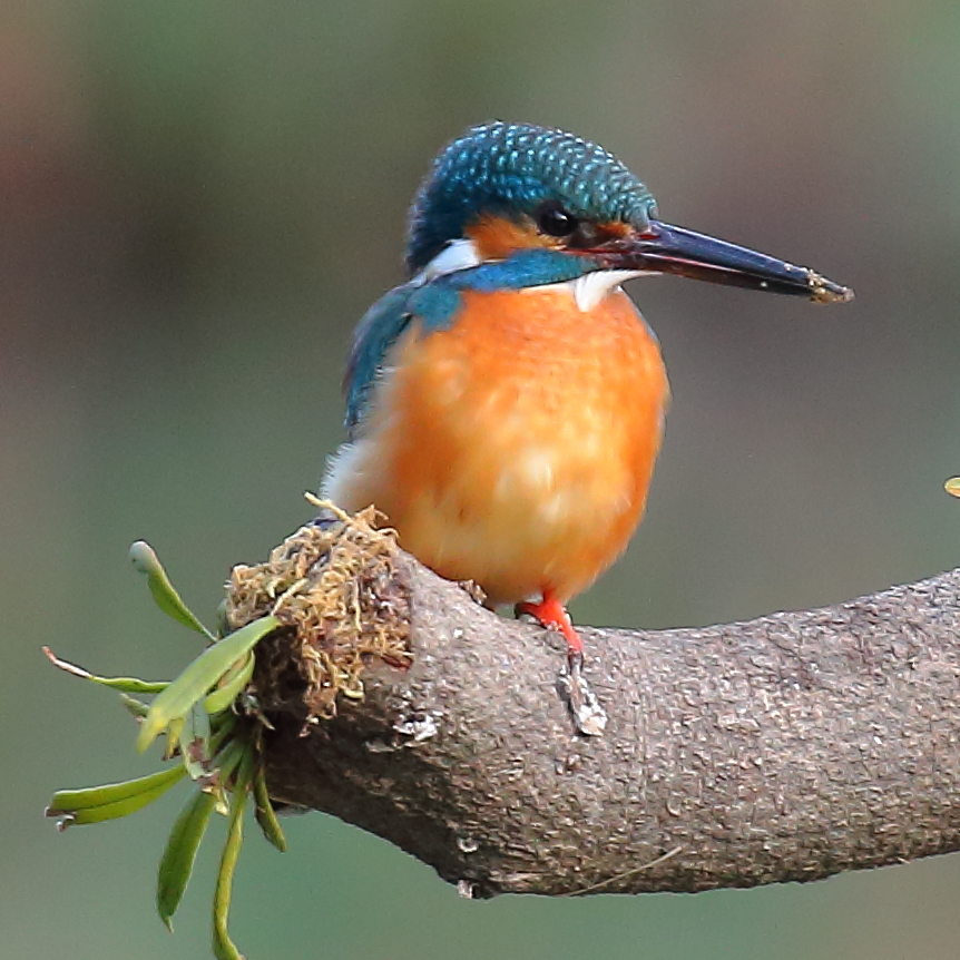 巣穴掘り頑張ってるのでくちばし汚れてます