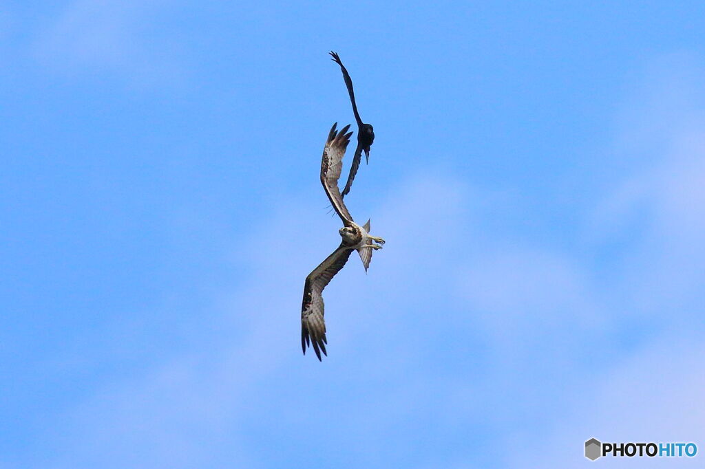 ミサゴVSカラス