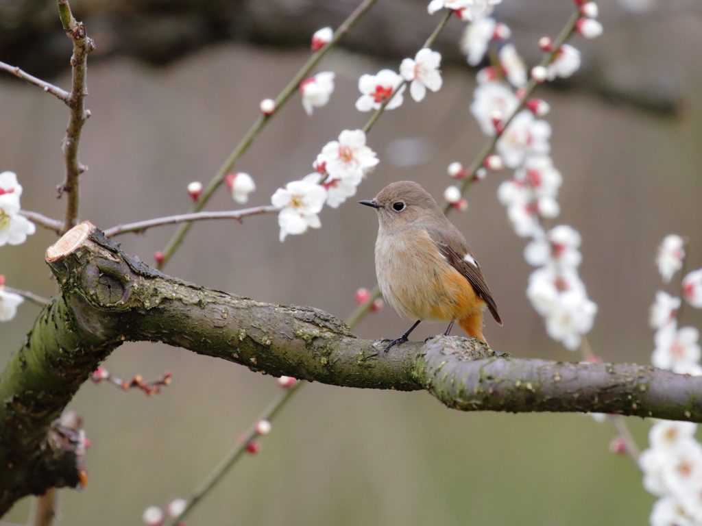 はじめてのジョウビタキメス１