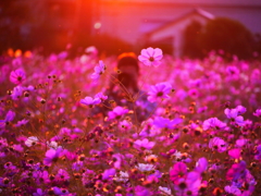 夕陽の中の父