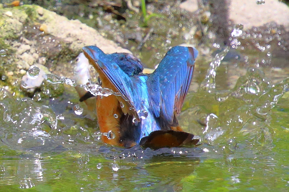 ラッキーからアンラッキー!