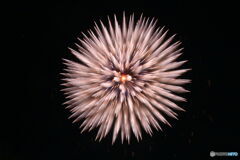 HANABI４