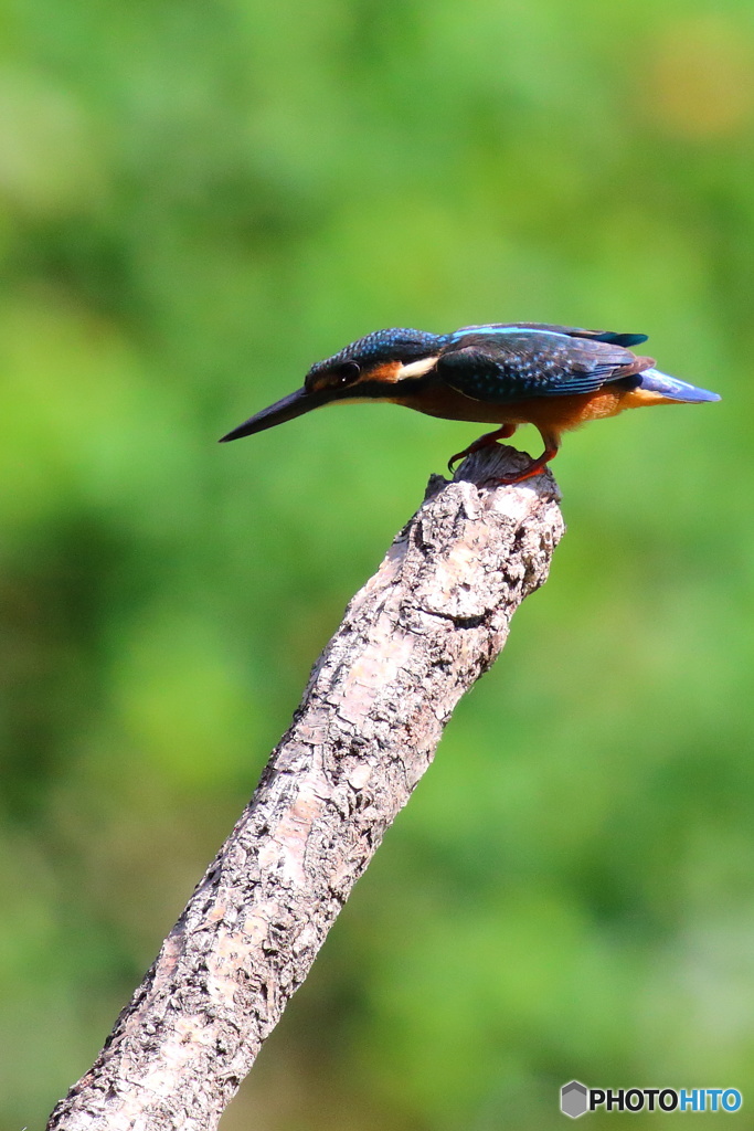 何かいるのかな？