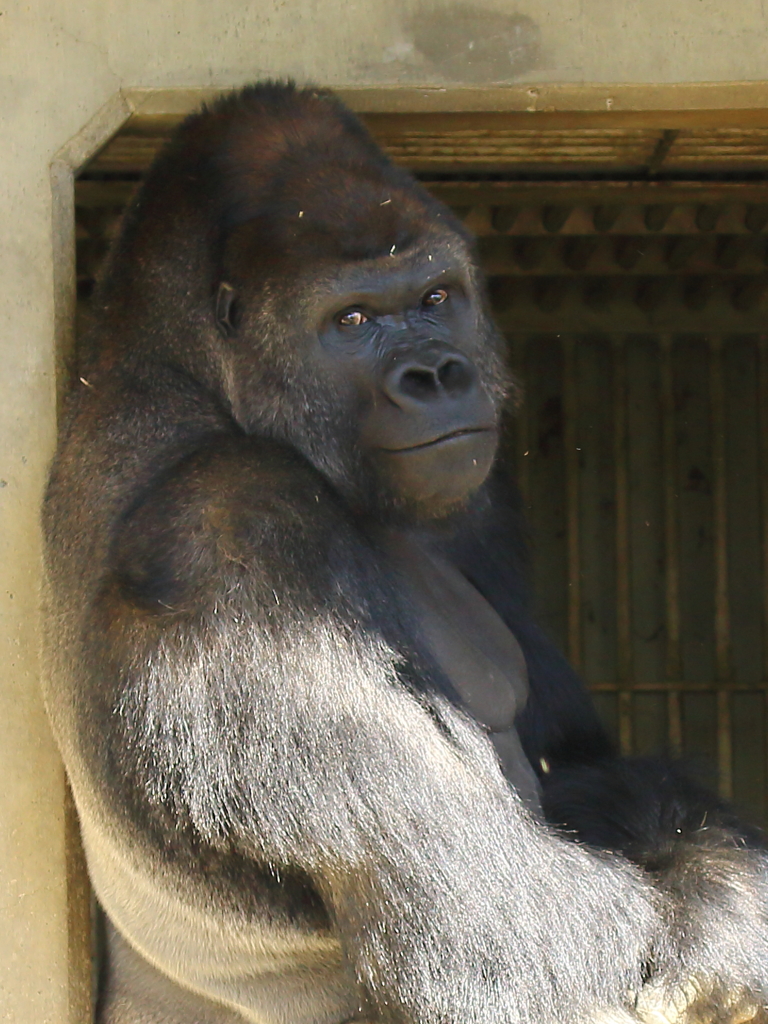 シャバーニ 東山動物園 イケメンゴリラ By しばこた Id 写真共有サイト Photohito