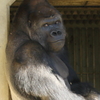 シャバーニ　東山動物園　イケメンゴリラ