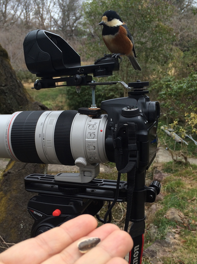 ヤマガラと私のカメラ➀