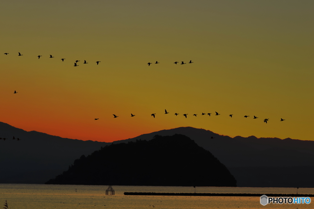 夕陽の群れ