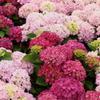森の紫陽花