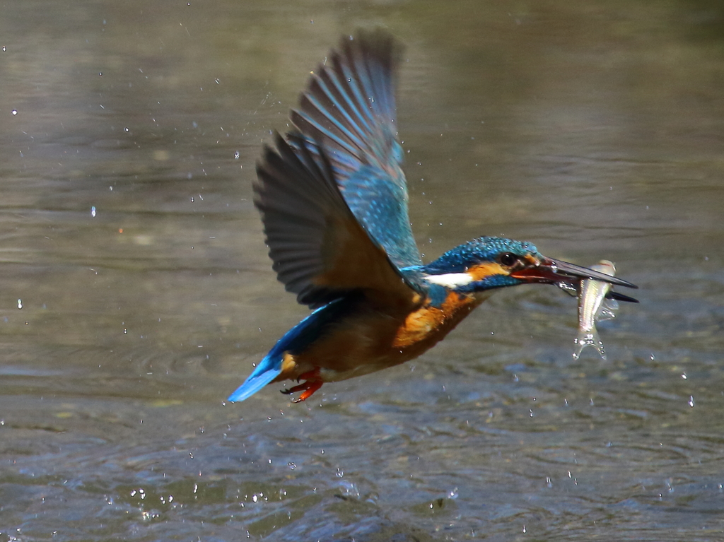 いっただき～２