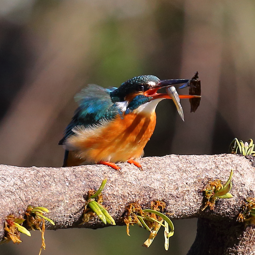 たまには野菜も一緒にね　葉っぱだけど♪