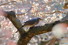 梅ヒヨ蜂を食う(^^♪
