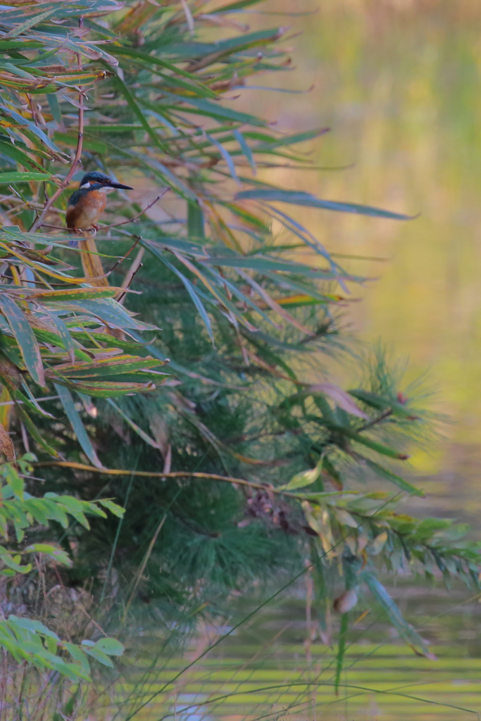 ミサゴ撮影中にカワちゃん池を渡ってきた！