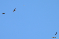 上空4羽みっけ
