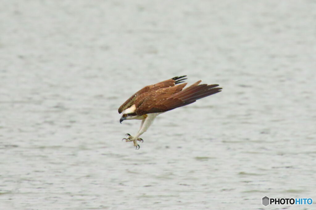 ハンティング②