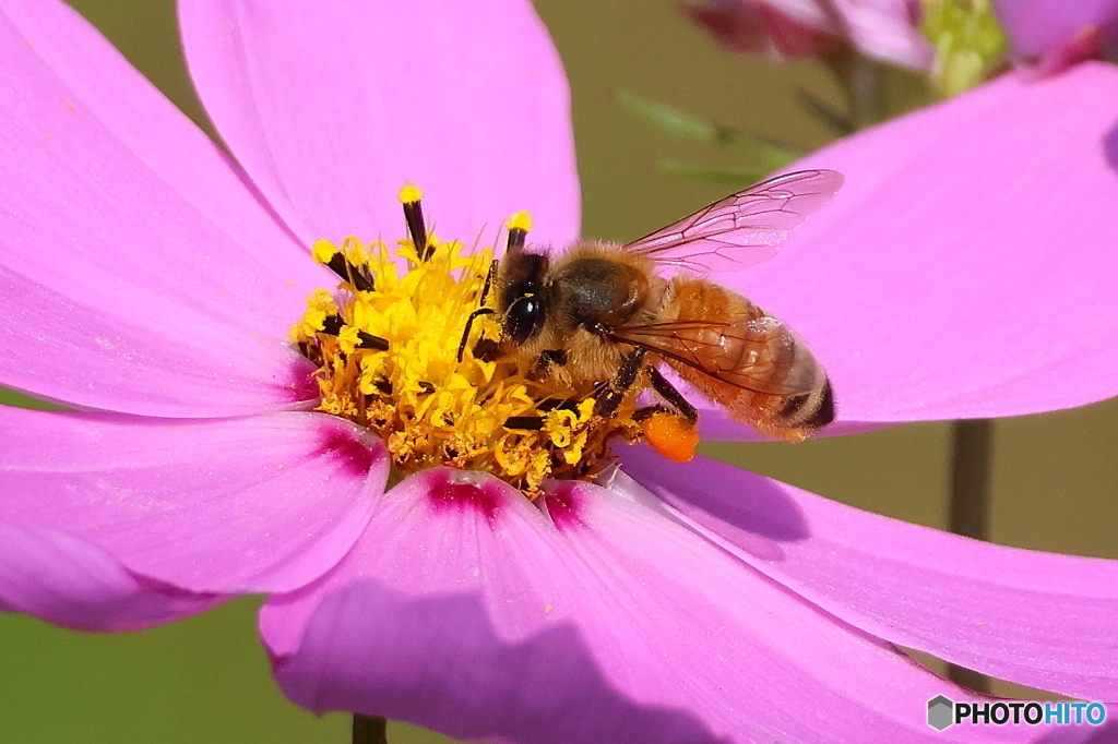 ブンブン2D4A7434