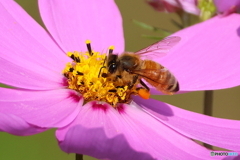 ブンブン2D4A7434