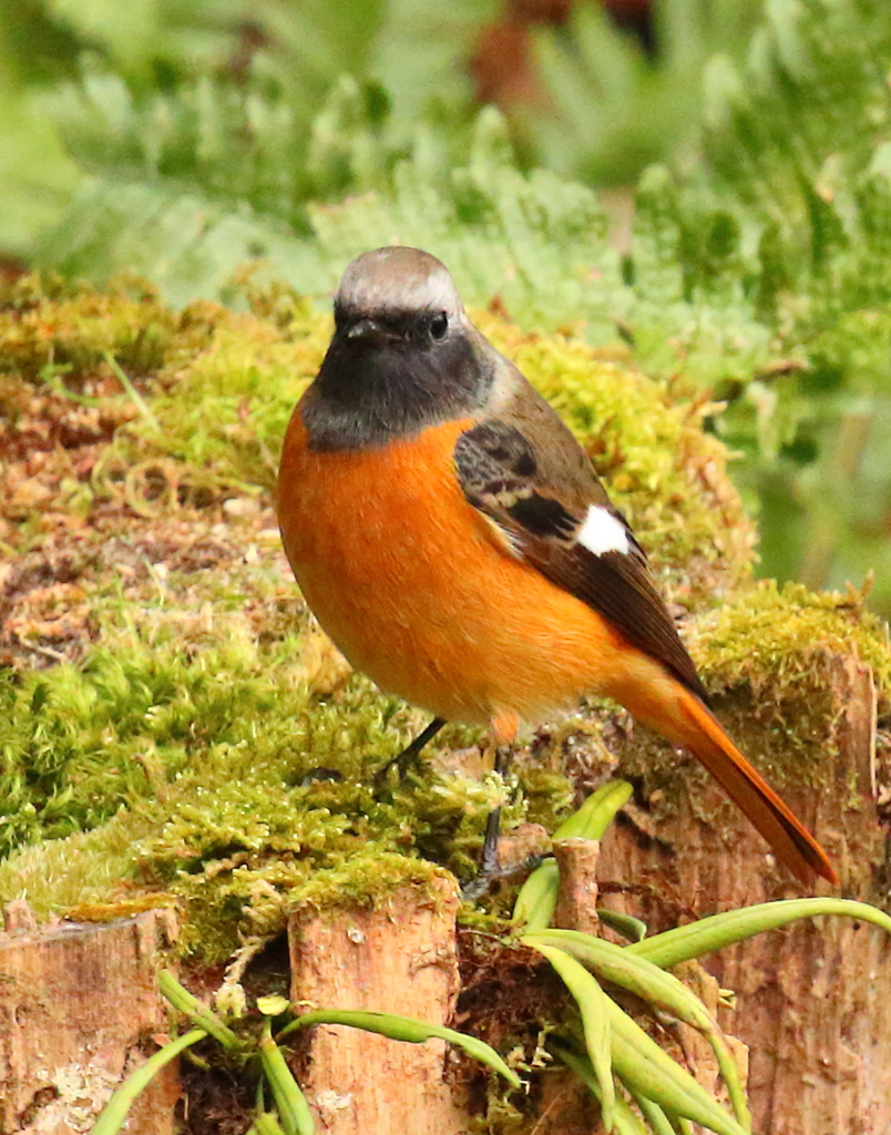 ２月１３日のジョウビタキ２
