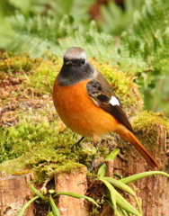 ２月１３日のジョウビタキ２