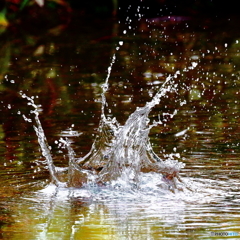 紅水柱にかくれんぼ