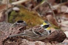 初ミヤマホオジロ