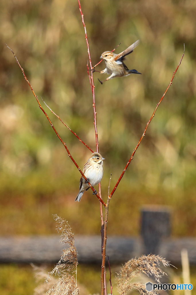 日向ぼっこのオオジュリン