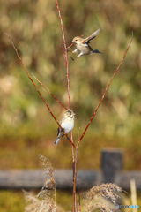 日向ぼっこのオオジュリン