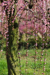 春の訪れしだれ梅