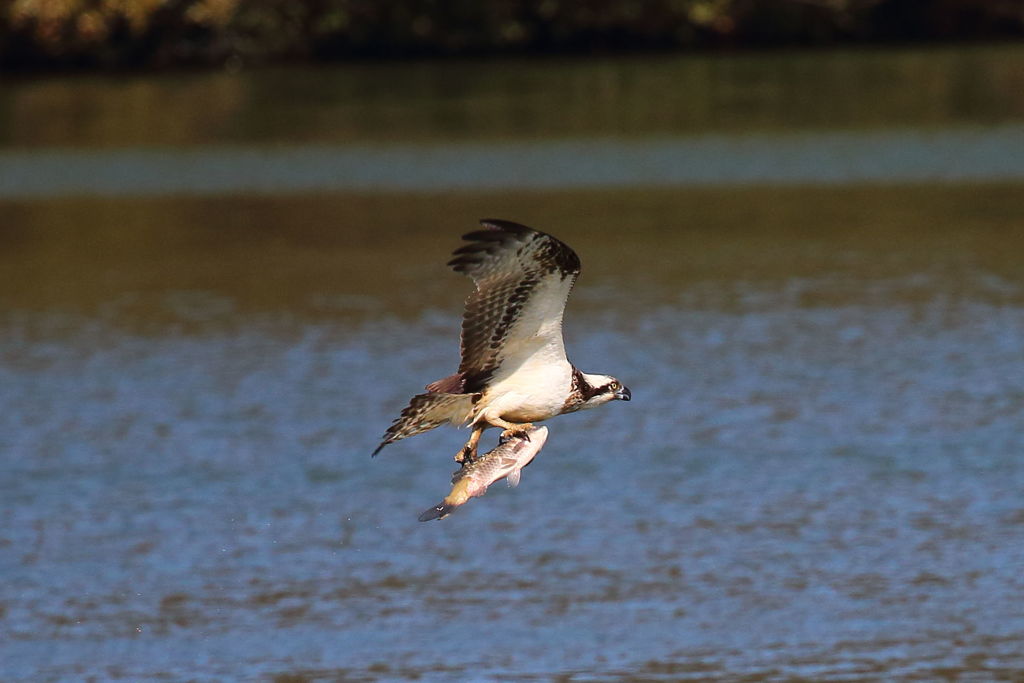 ミサゴダイブ独り占め①