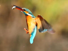 石挟まって、魚食えない！