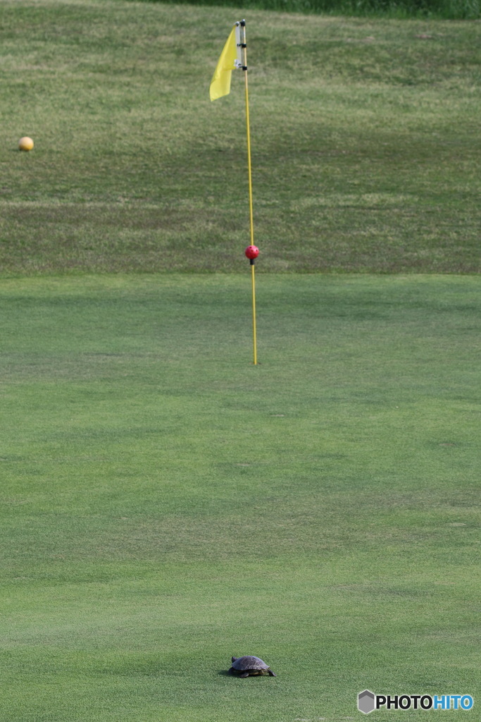 グリーンにカメ？