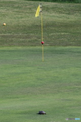 グリーンにカメ？