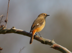娘と散歩　ジョウビタキ　