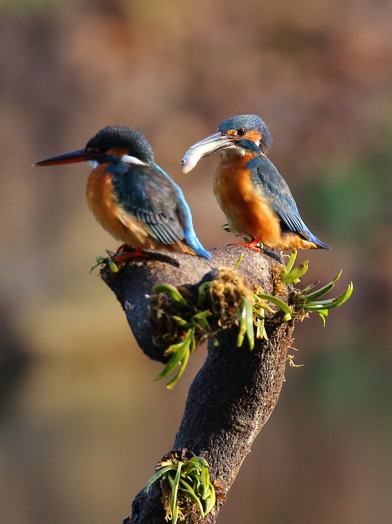 2話　新鮮だよ　ハイどーぞ！
