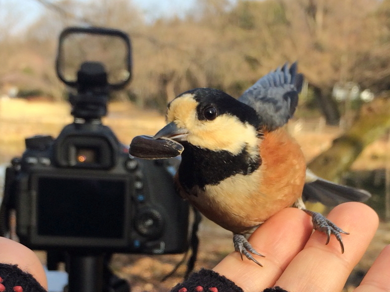 ヤマガラキャッチライト2015