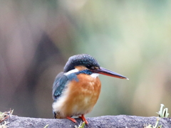 レンズで顔面打ちました（今日のカワセミ）