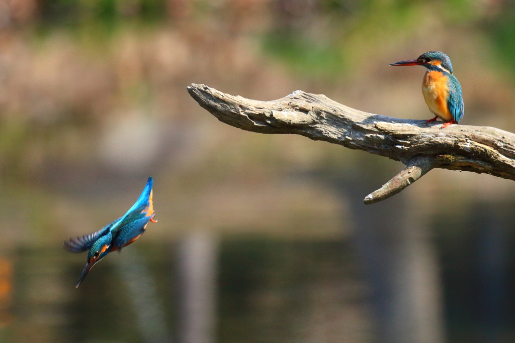 獲ってくるから待ってて