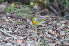 小枝のシーソー