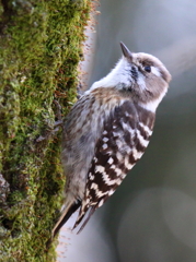 今日のコゲラ280218