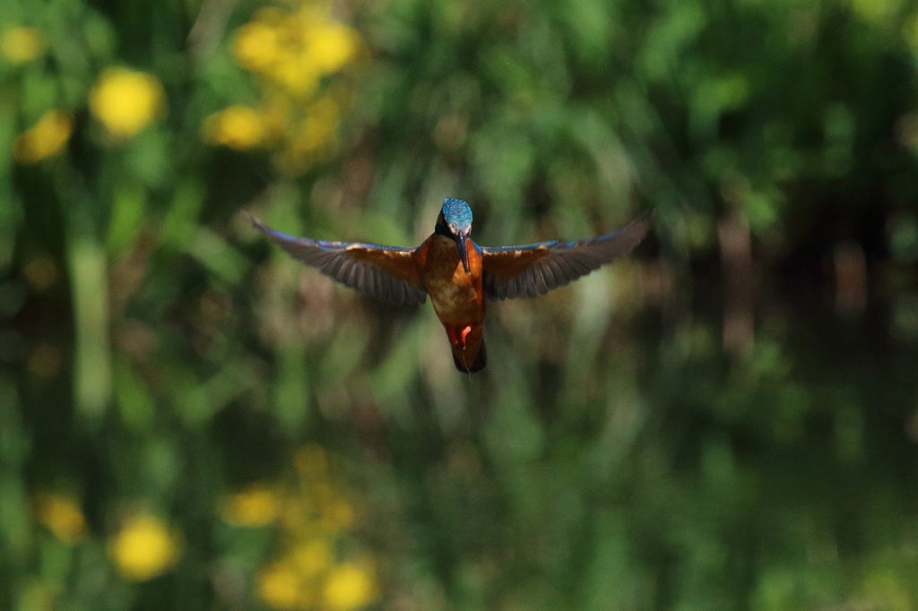 今日のホバ　ひも付き