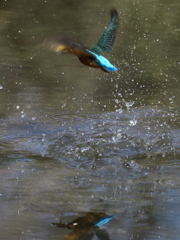 水面には顔写ってまっせ♪