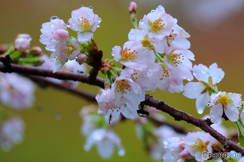 桜の花で雨宿り