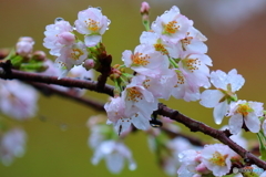 桜の花で雨宿り