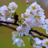 桜の花で雨宿り